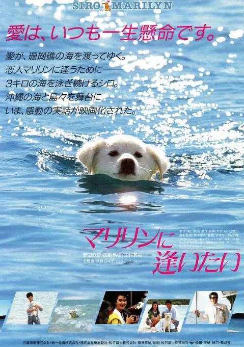 [夸克网盘]日本电影《想见玛丽琳》（1988）剧情 / 爱情-燕窝网盘资源下载网